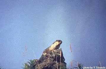 Черношапочний бабак (marmota camtschatica) черношапочний бабак, бабаки, чисельність, зовнішній вигляд,
