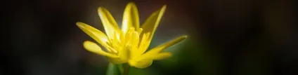 Чистотіл проти псоріазу як використовувати (використовувати) Чистотіл проти псоріазу як використовувати