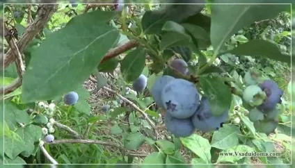 Чорниця садова (фото) - вирощування та догляд, сайт про сад, дачі і кімнатних рослинах (чорниця) Чорниця садова (фото) - вирощування та догляд, сайт про сад, дачі і кімнатних рослинах