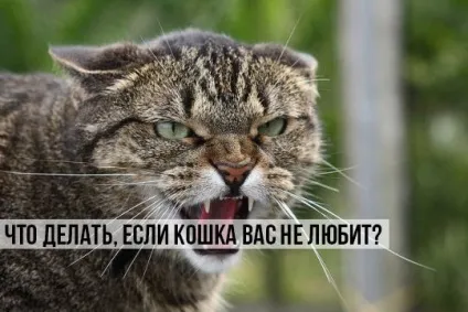Що робити, якщо кішка вас не любить, котики і няшки (любов) Що робити, якщо кішка вас не любить, котики і няшки