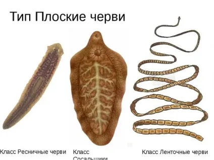 Черви в людині якісь плоскі глисти живуть в організмі людини