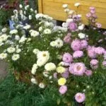 Що робити пропадають айстри чому гинуть айстри на дачі
