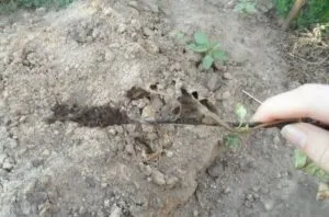 Що робити пропадають айстри чому гинуть айстри на дачі