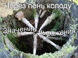 Що означає вираз через пень колоду походження фразеологізму (через пень колоду антонім) Що означає вираз через пень колоду походження фразеологізму