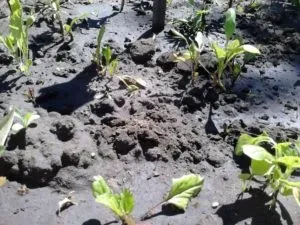 Що робити пропадають айстри чому гинуть айстри на дачі