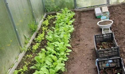 Що посадити після редису відповідні культури (можна посадити після) Що посадити після редису відповідні культури