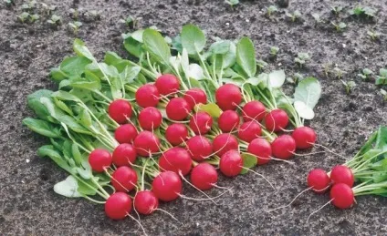 Що можна садити після редису на городі (після) Що можна садити після редису на городі