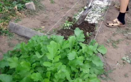 Що посадити після редису відповідні культури (культури) Що посадити після редису відповідні культури