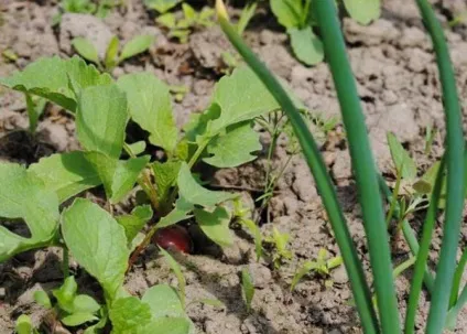 Що посадити після редису відповідні культури (посадити) Що посадити після редису відповідні культури