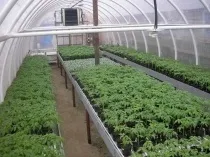 Що таке цілорічна теплиця, відміну всесезонной споруди від звичайної, поради, як побудувати
