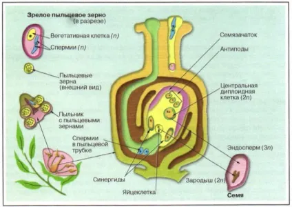 Що таке подвійне запліднення квітки (запліднення) Що таке подвійне запліднення квітки