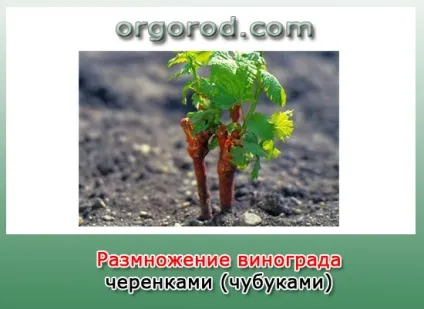 Що таке виноград, органічне землеробство (Vitaceae Juss плоди) Що таке виноград, органічне землеробство