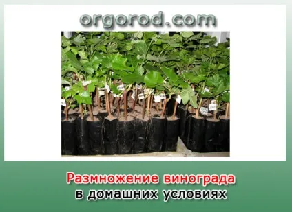 Що таке виноград, органічне землеробство (Juss плоди ягоди Дикий) Що таке виноград, органічне землеробство
