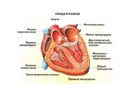Що таке регургітація в кардіології (кардіології) Що таке регургітація в кардіології