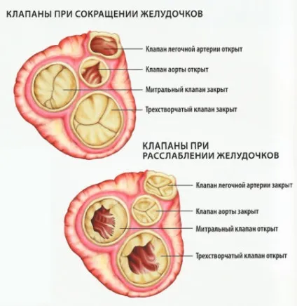 Що таке регургітація в кардіології (таке) Що таке регургітація в кардіології