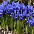 Cолітери в ландшафтному дизайні (ландшафтному) Cолітери в ландшафтному дизайні