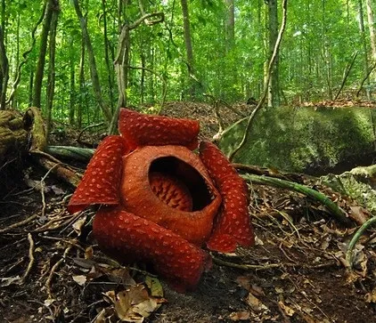 Квіти самі самі, дивовижні, живі, що полюють, ароматні (квіти самі) Квіти самі самі, дивовижні, живі, що полюють, ароматні