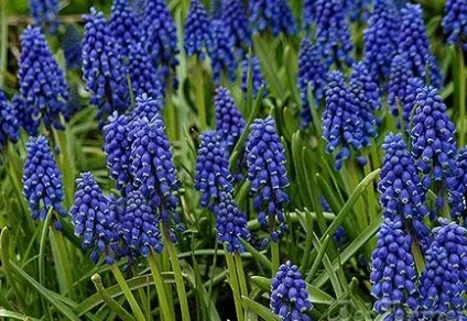 Квіти самі самі, дивовижні, живі, що полюють, ароматні (квіти самі) Квіти самі самі, дивовижні, живі, полюють, ароматні