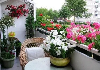 Квіти на балконі (75 фото) балконні ящики з кучерявими рослинами для оформлення, петунія і зимовий (ящики) Квіти на балконі (75 фото) балконні ящики з кучерявими рослинами для оформлення, петунія і зимовий