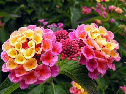 Квіти самі самі, дивовижні, живі, що полюють, ароматні (квіти самі) Квіти самі самі, дивовижні, живі, що полюють, ароматні