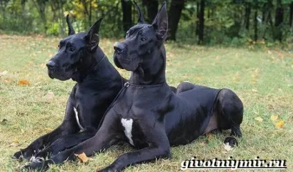 датський дог