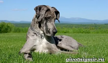 датський дог