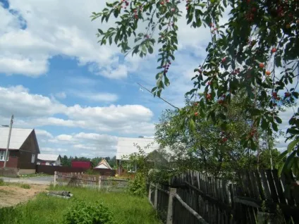 Дачникові на замітку як відлякати дроздів від врожаю вишні, газета «Вітебський кур'єр» (вишні) Дачникові на замітку як відлякати дроздів від врожаю вишні, газета «Вітебський кур'єр»