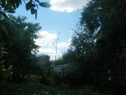 Дачникові на замітку як відлякати дроздів від врожаю вишні, газета «Вітебський кур'єр» (дроздів) Дачникові на замітку як відлякати дроздів від врожаю вишні, газета «Вітебський кур'єр»