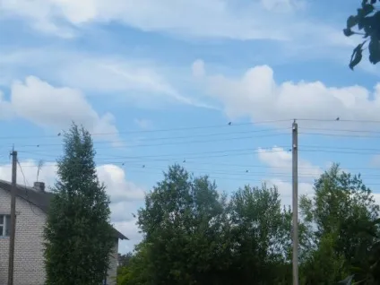 Дачникові на замітку як відлякати дроздів від врожаю вишні, газета «Вітебський кур'єр» (врожаю) Дачникові на замітку як відлякати дроздів від врожаю вишні, газета «Вітебський кур'єр»
