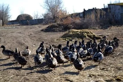 Дика птиця в домашньому господарстві
