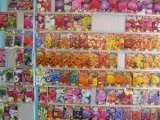 Домашній лавр - догляд в домашніх умовах, фото лавра і види, кімнатна квітка лавр - розмноження і (полив) Домашній лавр - догляд в домашніх умовах, фото лавра і види, кімнатна квітка лавр - розмноження і