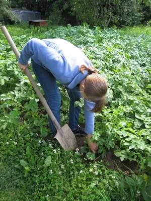 Для чого на картопляних ділянках треба скошувати бадилля (фітофтороз) Для чого на картопляних ділянках треба скошувати бадилля
