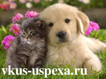 Домашні тварини та їх вплив на людину (домашні) Домашні тварини та їх вплив на людину