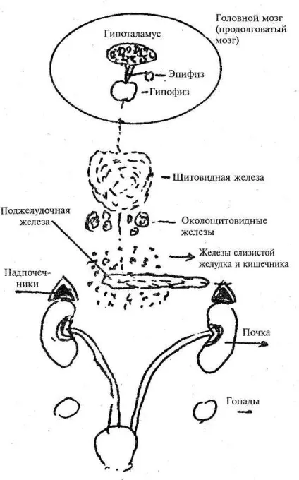 Для чого нам потрібні наднирники (чого потрібні наднирники) Для чого нам потрібні наднирники