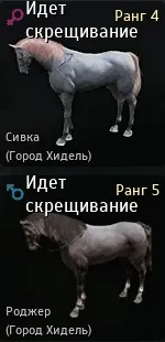 Гайд розведення коней в black desert (розведення) Гайд розведення коней в black desert