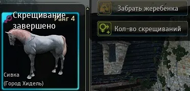 Гайд розведення коней в black desert (desert) Гайд розведення коней в black desert
