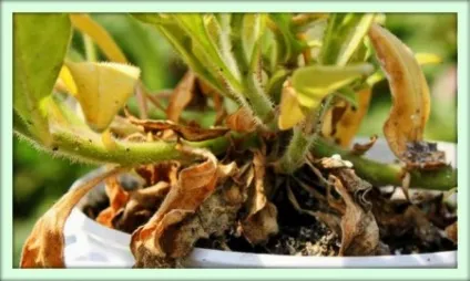 Фузаріоз (fusarium)