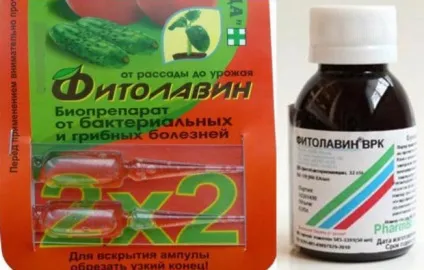 Фунгіцид «фітолавін» опис і інструкція із застосування (інструкція) Фунгіцид «фітолавін» опис і інструкція із застосування