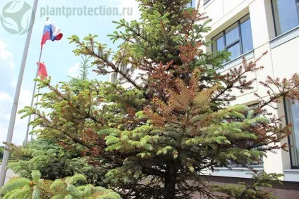 фузаріоз хвойних