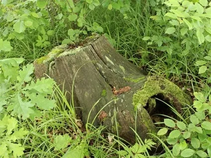 Де зимують оси - прихована життя комах (зимують) Де зимують оси - прихована життя комах