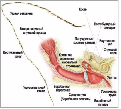Гематома вуха у кішки, вушної раковини у кота лікування і профілактика (внаслідок механічної дії) Гематома вуха у кішки, вушної раковини у кота лікування і профілактика