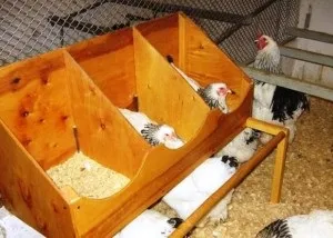 Ефективний бізнес-план по розведенню курей несучок