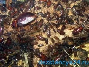 Є сенс морити тарганів своїми руками