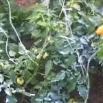 Фітофтора на картоплі як боротися, дача (фітофтора) Фітофтора на картоплі як боротися, дача