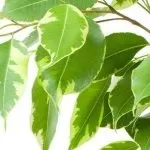 Фікус пуміла уайт і грін Санні догляд в домашніх умовах і фото, розмноження і відповіді на інші (догляд) Фікус пуміла уайт і грін Санні догляд в домашніх умовах і фото, розмноження і відповіді на інші
