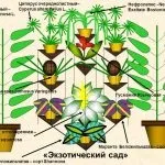 Фікус пуміла уайт і грін Санні догляд в домашніх умовах і фото, розмноження і відповіді на інші (пуміла) Фікус пуміла уайт і грін Санні догляд в домашніх умовах і фото, розмноження і відповіді на інші