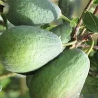 Фейхоа - користь і шкода (корисні властивості, протипоказання) (користь) Фейхоа - користь і шкода (корисні властивості, протипоказання)