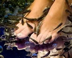 Фіш-спа (fish spa)