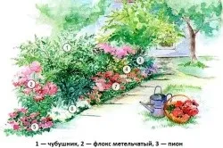 Флокси посадка і догляд