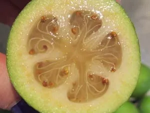 Фейхоа корисні властивості і шкода від вживання (властивості) Фейхоа корисні властивості і шкода від вживання